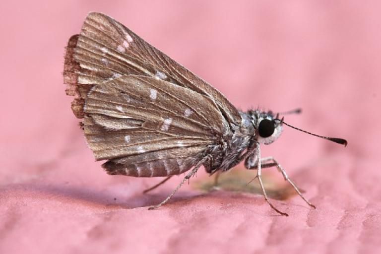 clothing moth control and treatments for the home