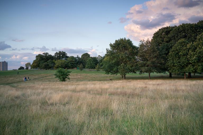 Trees and long grass in Brockwell Park