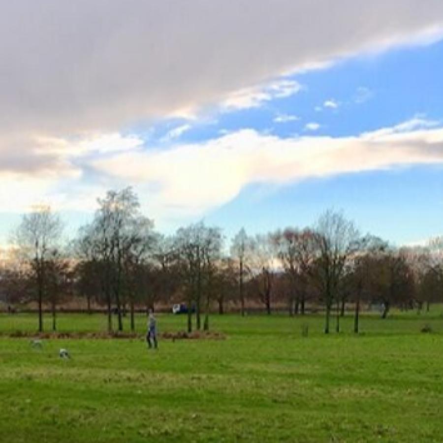 Grass on Clapham Common