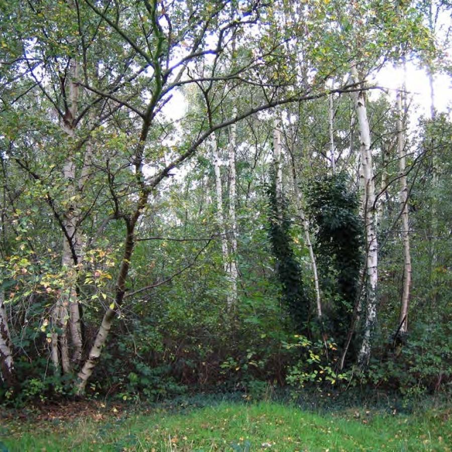 Birch woodland in Eardley Road Sidings Nature Reserve