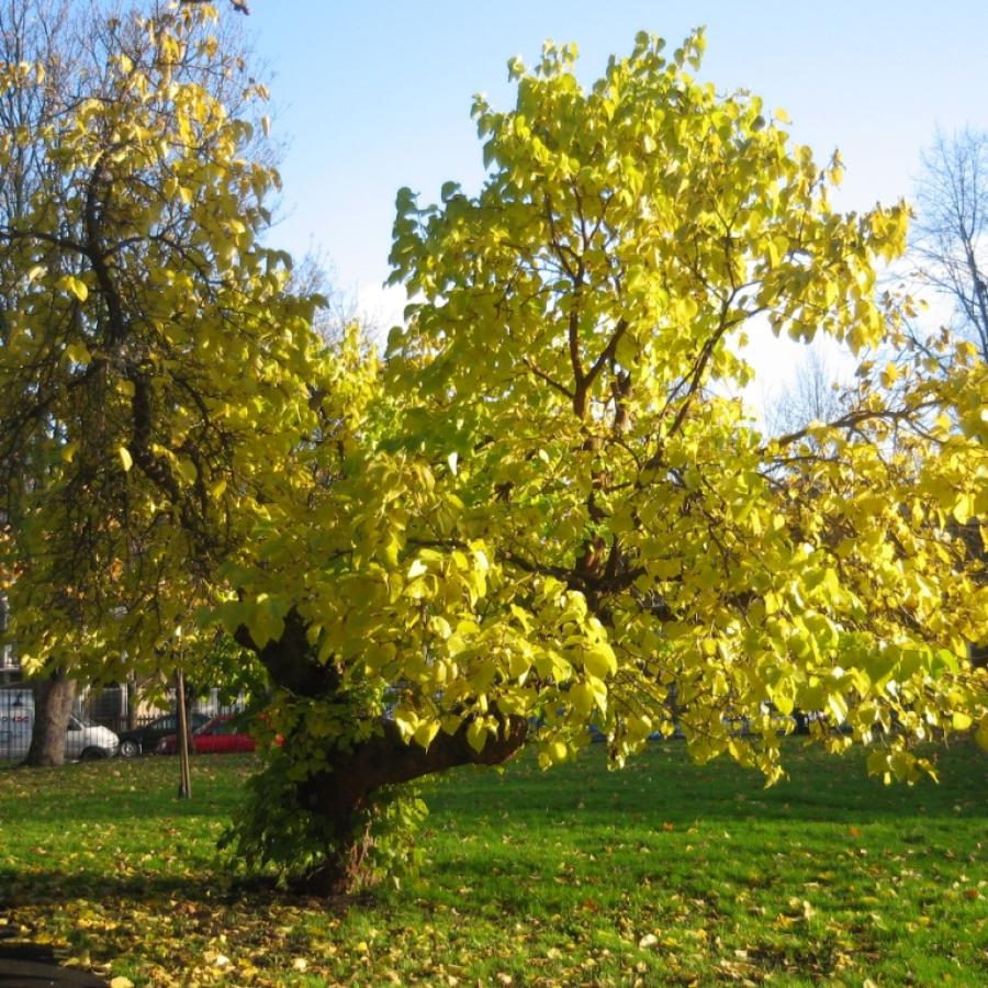 Mulberry tree in Loughborough Park