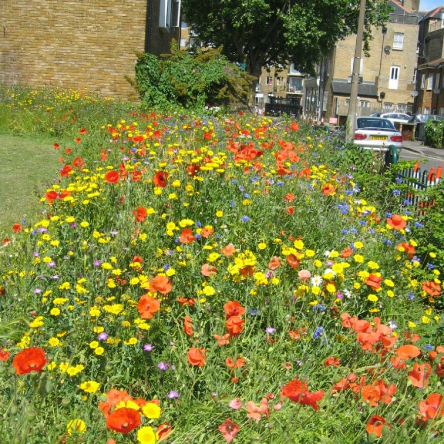 Wild flowers and meadow grassland in Lambeth Walk Doorstep Green