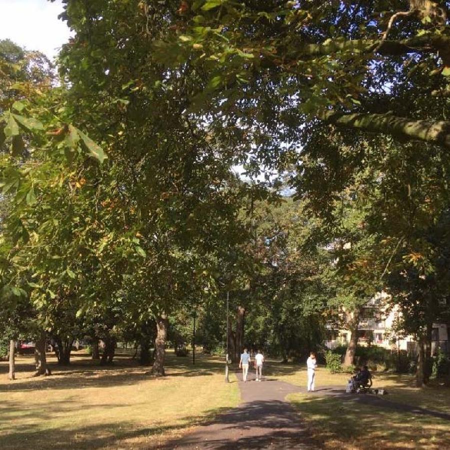 Woodland Walk in Rush Common