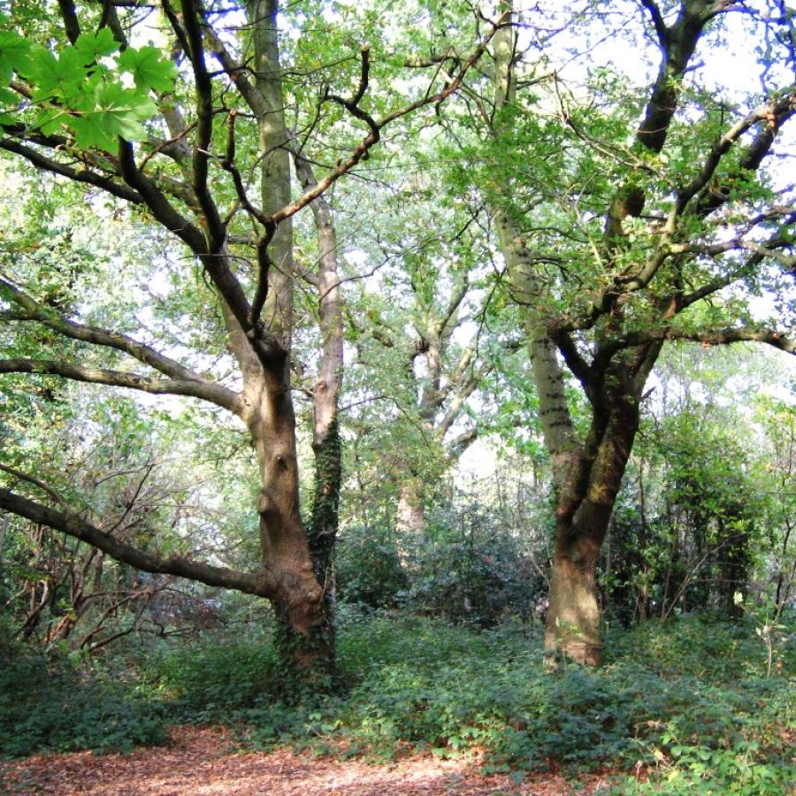 Woodland in Streatham Common