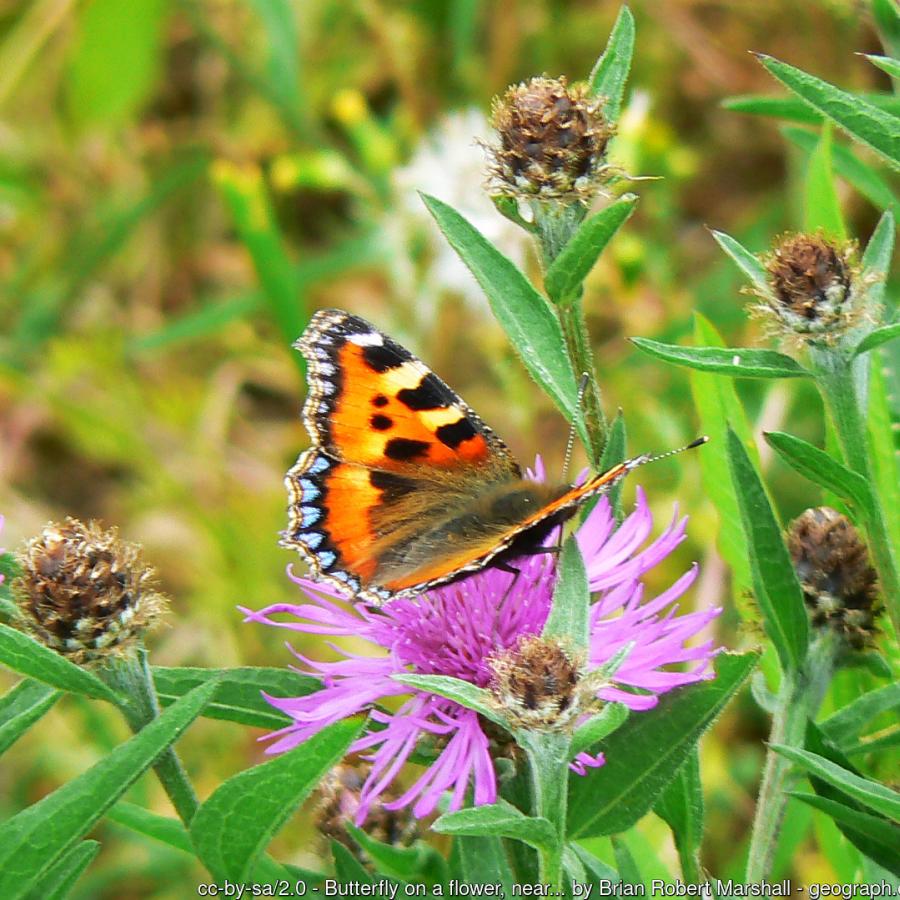 Image of Small Tortoiseshell butterfly on flower