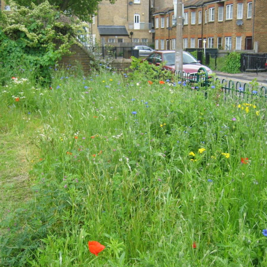 Wildflower-rich meadow area on part of Lambeth Walk Doorstep Green