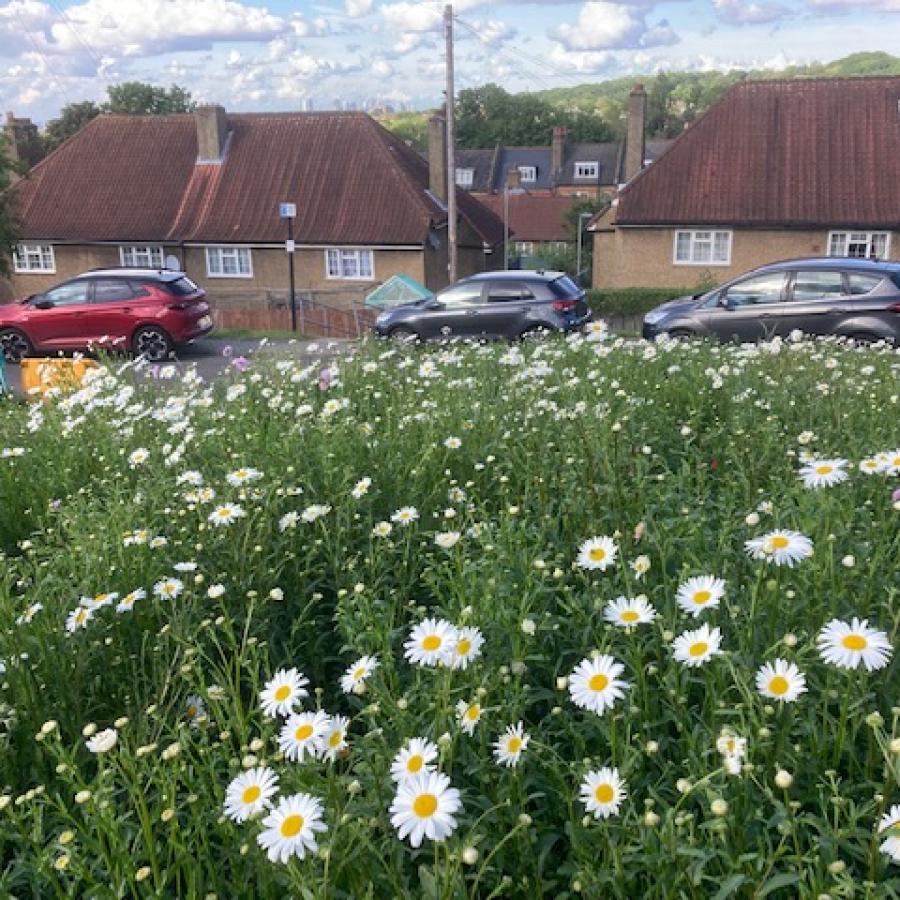 View of new wildflower meadow area on Durning Road in West Norwood