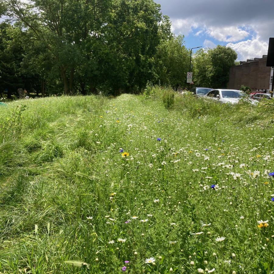 New meadow beside A205 road beside Palace Road Estate