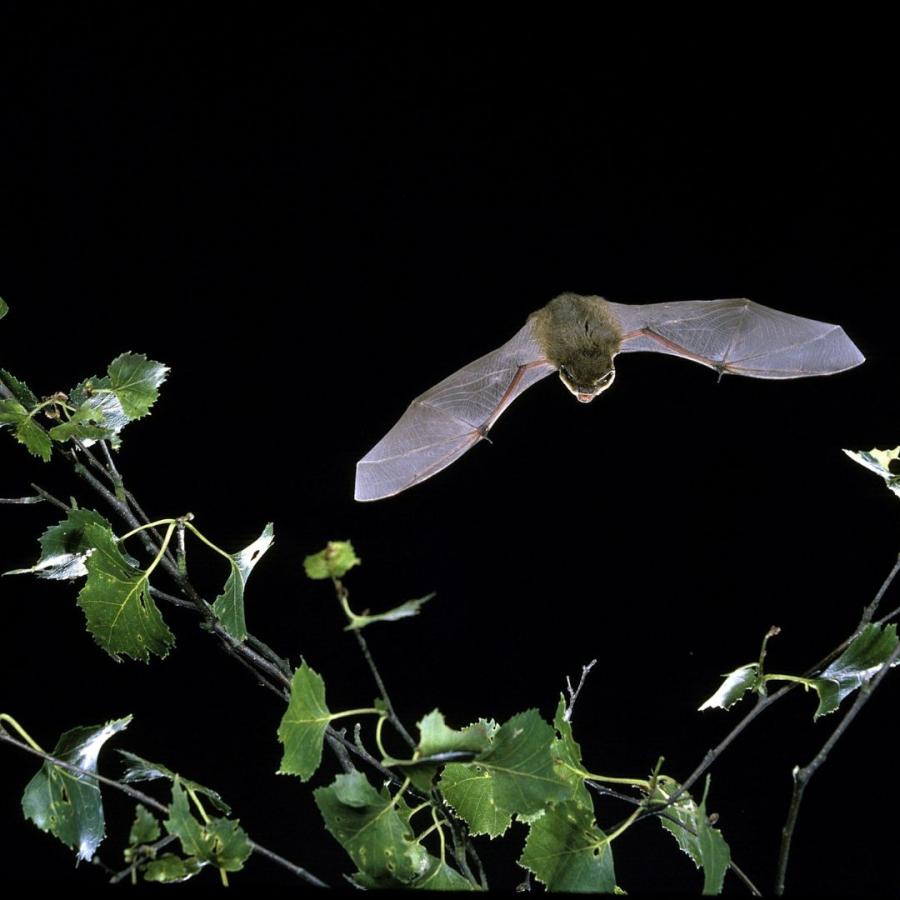 pipistrelle bat in flight 